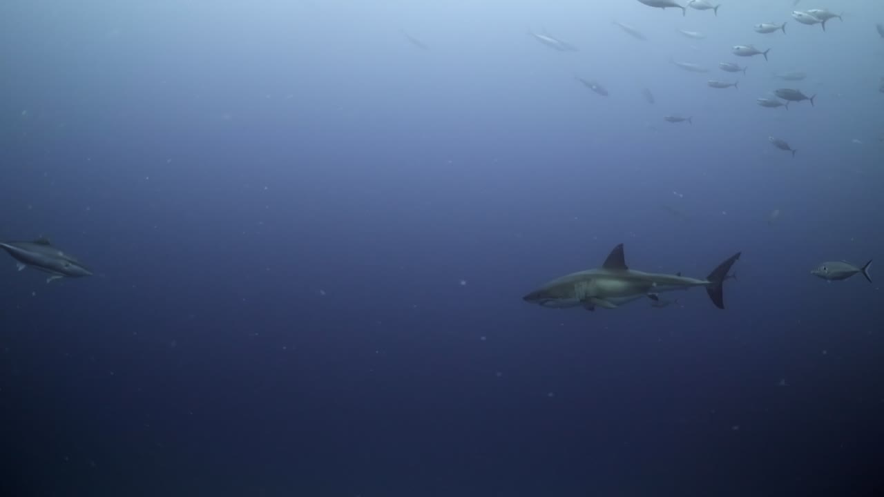 Grande Squalo Bianco Carcharodon carcharias 4k segnato dalle battaglie, primi piani di squali pesantemente cicatrizzati Isole Nettuno Australia Meridionale