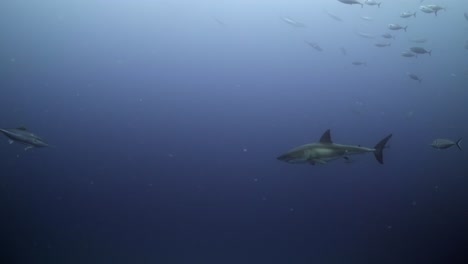 Kampf-Vernarbter-Weißer-Hai-Carcharodon-Carcharias-4k-Stark-Vernarbter-Hai-Nahaufnahmen-Neptuninseln-Südaustralien