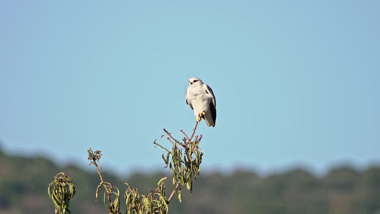 Black-shouldered Kite taking off from the treetop and flying,