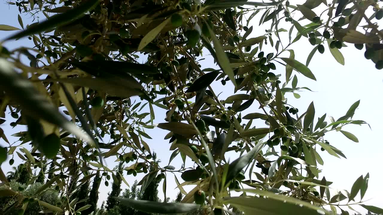 la luz se filtra a través de la parte superior del olivo