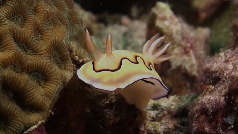 close up coi nuddibranch (chromodoris coi) on tropical coral reef