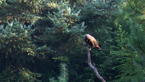 common buzzard eating while perched on a tree stump in a forest