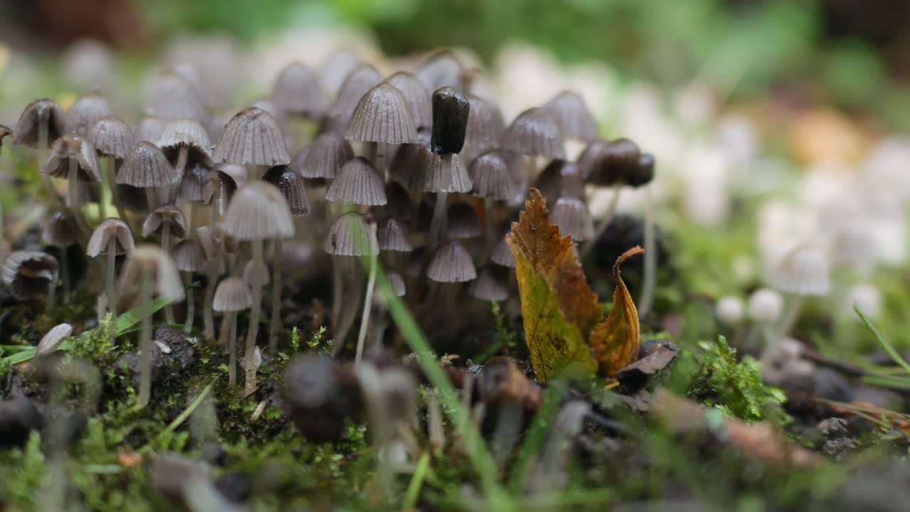 grupo de hongos pequeños, tiro panorámico, primer plano