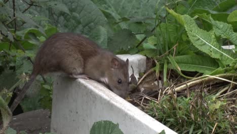 a brown rat, rattus norvegicus, also known as a norwegian or norway rat