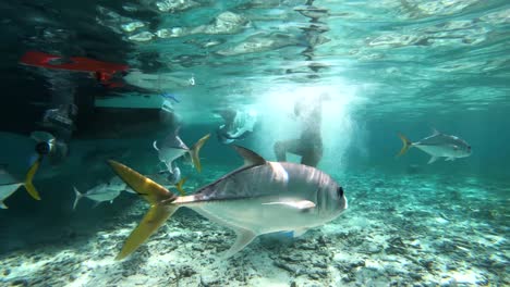 Vida-Silvestre-Del-Océano-Caribe