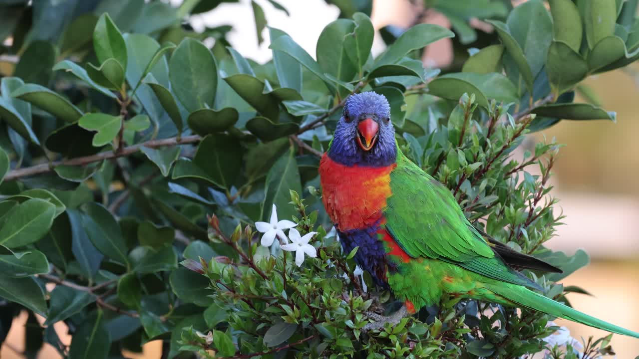 다채로운 무새가 울창한 초록색 잎자루와 상호 작용합니다.