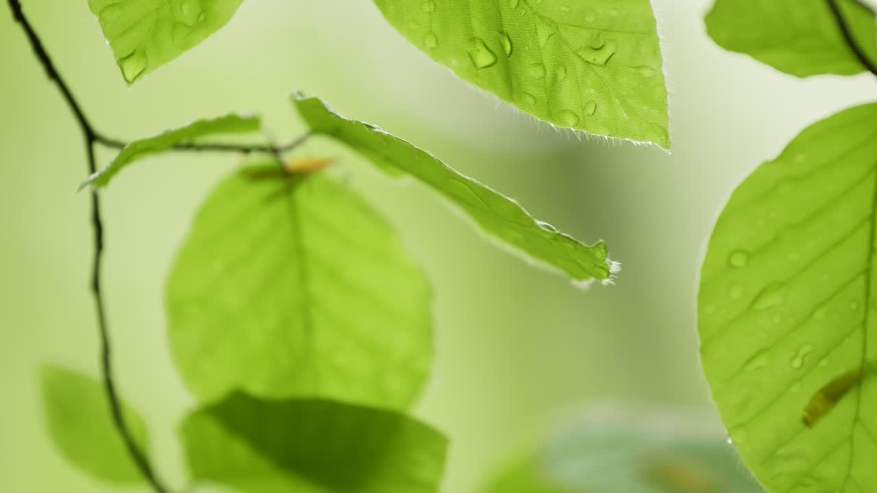 은 잎의 클로즈업