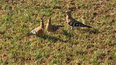 medium closeup view of three wild hoopoes walking and foraging across grass in a sunny morning in the spanish contryside. handheld camera