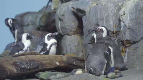 african penguins with tags resting on rocks in aquarium