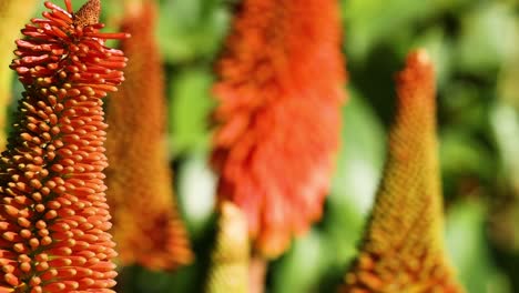 close-up of vibrant red hot poker flowers