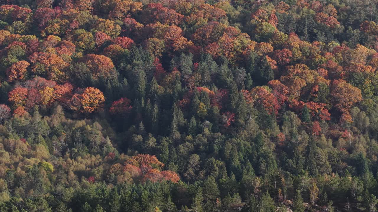 Autumun colors on a forest