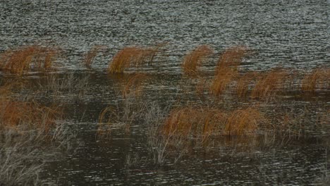 pond water surface in the wind with yellow grass close up