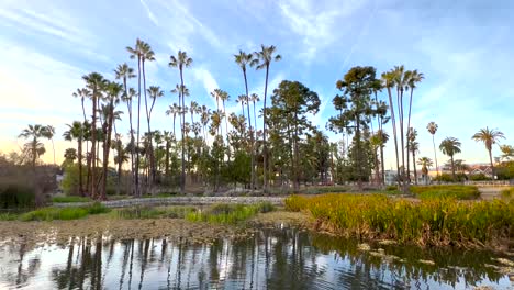 Amplia-Vista-De-La-Arboleda-De-Palmeras-Reflejada-En-El-Lago-Echo-Park