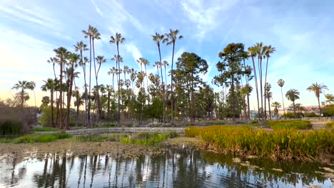 amplia vista de la arboleda de palmeras reflejada en el lago echo park