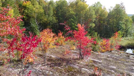 Zoom-in-on-trees-with-leaves-of-different-colors-in-Reserve-Faunique-La-Vérendrye,-Québec,-Canada