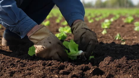 farmer planting young plants in soil