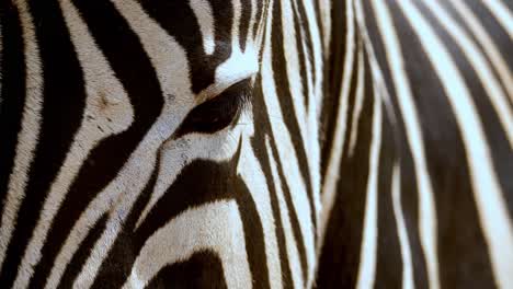 macro shot of flys walking on a zebras nose with pan up to eyes