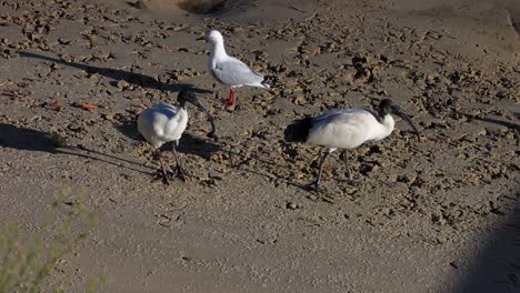 las gaviotas y los ibis se alimentan en la playa de arena