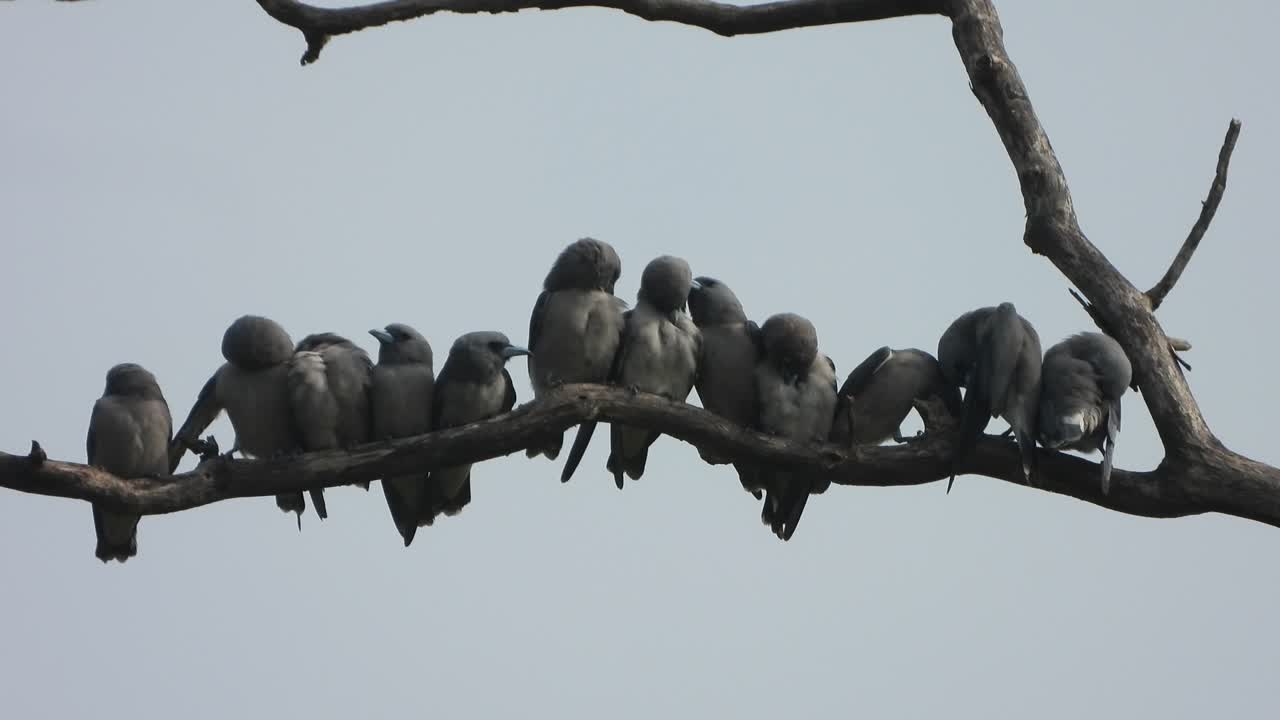 врабы на одном дереве .