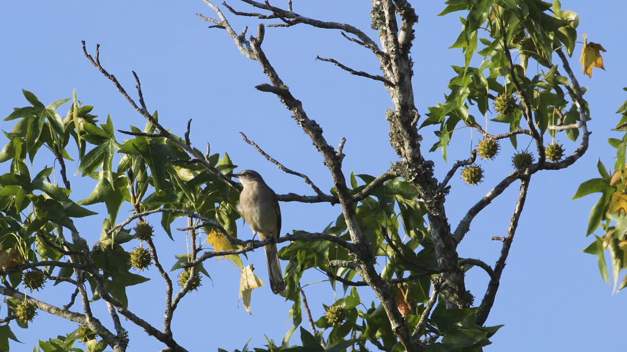un ruiseñor posado en una pequeña rama por la mañana