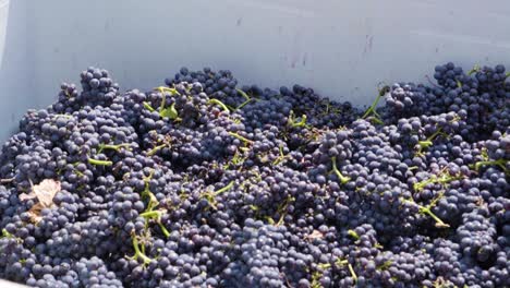 mano con guantes extrayendo hojas de una montaña de uvas, valle de leyda, chile