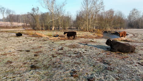 Herd-of-longhorn-cattle-in-meadow-pasture