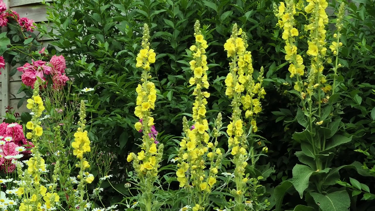 Alti steli di fiori gialli di verbasco che ondeggiano dolcemente nella brezza
