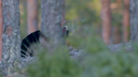 male western capercaillie roost on lek site in lekking season close up in pine forest morning light