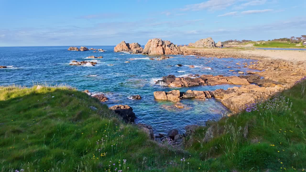 Dolly along flowers on rocky cliff coast at Plougescant, Brittany with waves crashing below, natural backdrop