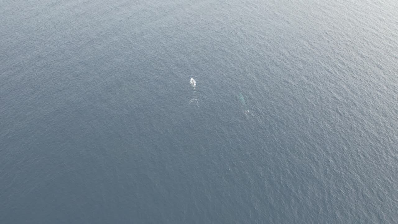 서부 오스트레일리아의 바다에서 드론과 함께 두 개의 파란 고래에 다가오고 있습니다.