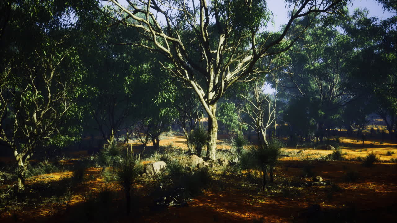 la luz del sol filtrándose a través de los árboles en un paisaje forestal sereno en australia