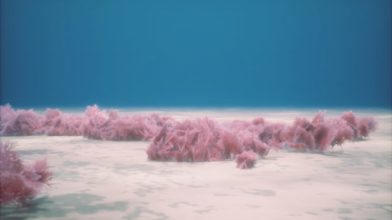 Underwater paradise teeming with delicate pink coral formations