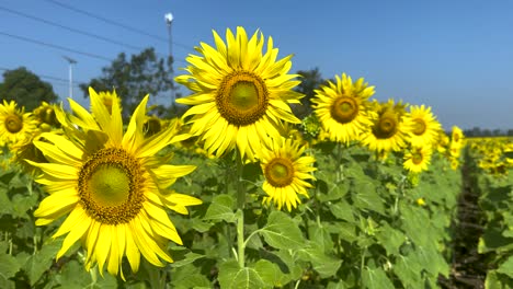 girasoles brillantes bajo un cielo azul claro