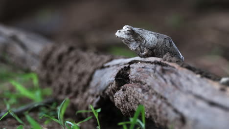 Südlicher-Schaumnest-Laubfrosch,-Der-Auf-Einem-Holz-Im-Waldboden-Sitzt