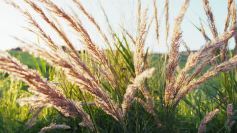 miscanthus sinensis plant in spring sunny season in nature