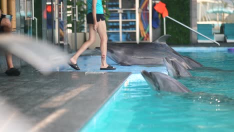 dolphins in an indoor pool with people