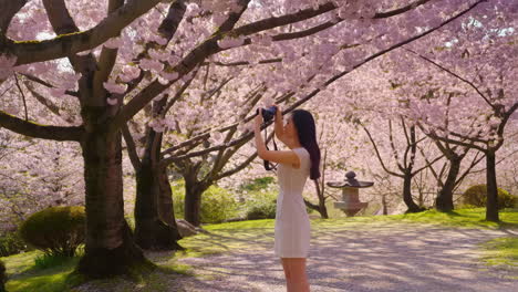 woman photographing cherry blossoms in a japanese garden