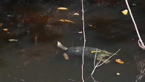 Giant-Asian-Pond-Turtle,-Heosemys-grandis,-resting-on-a-log-in-the-afternoon-in-Khao-Yai-National-Park,-Thailand