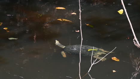 giant asian pond turtle, heosemys grandis, resting on a log in the afternoon in khao yai national park, thailand