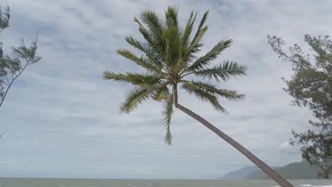 hojas de cocotero inclinadas que soplan en el viento en una playa tropical tranquila y vacía en queensland, australia