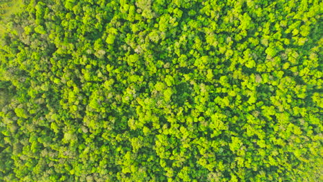 Vista-De-Pájaro-De-Una-Magnífica-Y-Verde-Selva