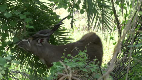 profile shot of a rare sitatunga antelope grazing leaves from trees