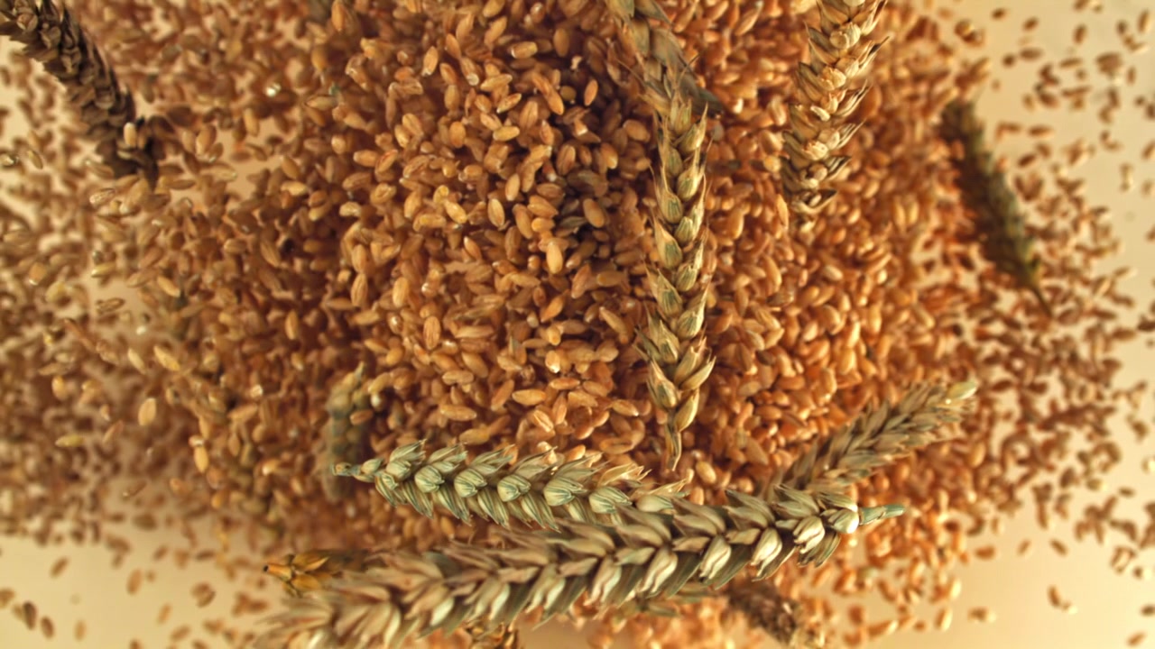 Chicchi e spighe di grano che cadono al rallentatore