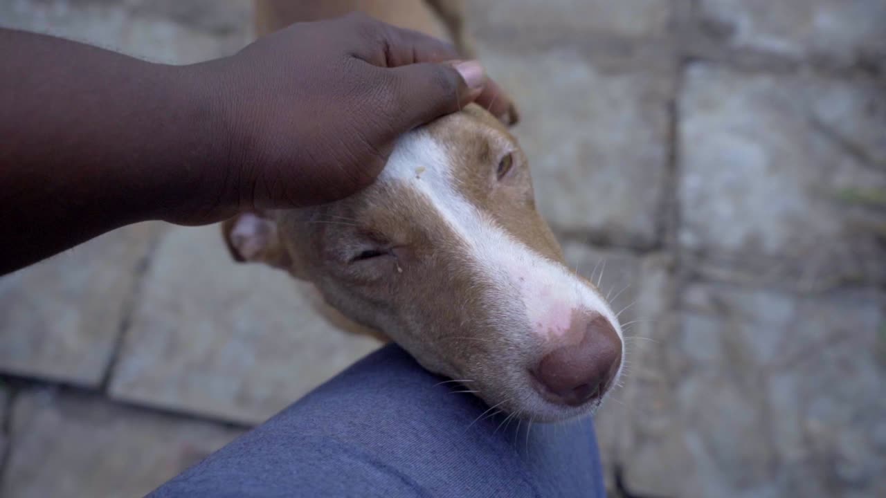 adding brown dog on head