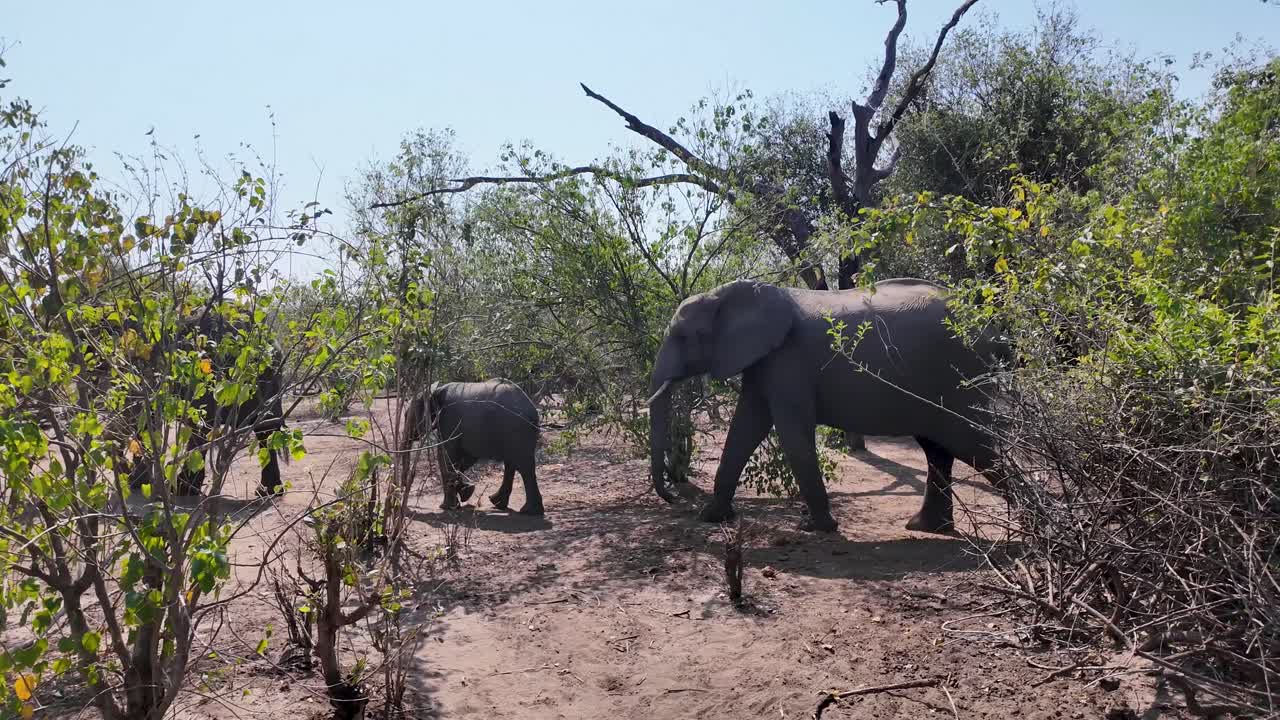 Africans Elephants At Chobe National Park In Kasane Botswana