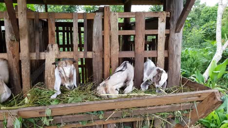 several goats in the pen are eating grass