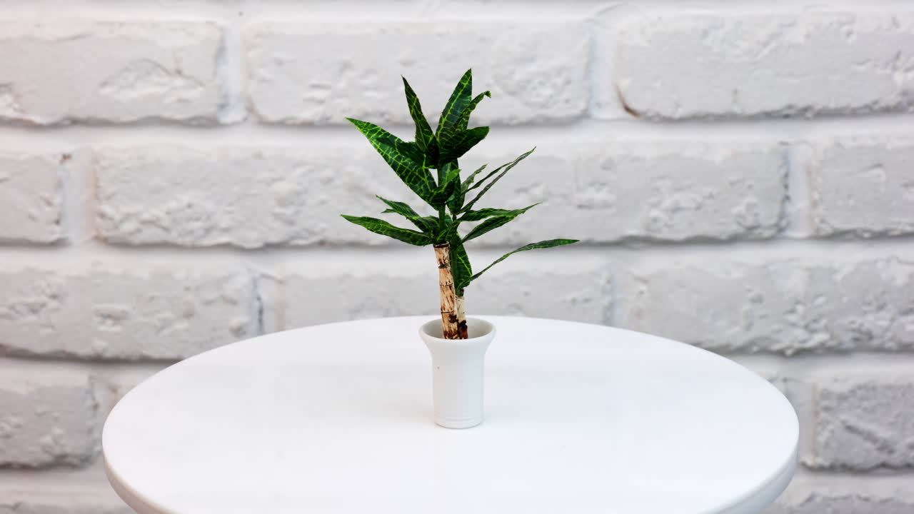 Miniature toy plant from a dollhouse. Realistic toy flowerpot circling on a table. Green plant in a small white pot isolated against wall background.