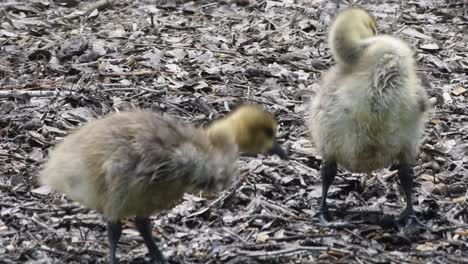 Baby-geese-preening-and-cleaning-after-swimming