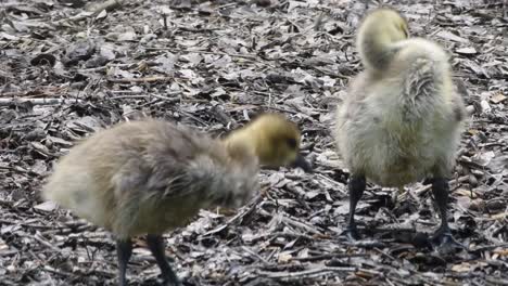 baby geese preening and cleaning after swimming