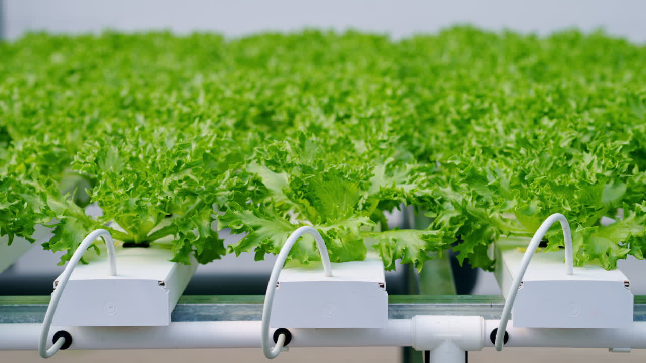 Leaf lettuce grown with the Hydroponic method in a greenhouse